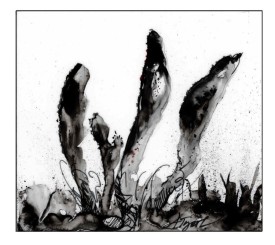 Caterpillar club fungi thumbnail