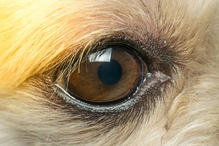 What Cats' Eyes Tell Us About Their Souls