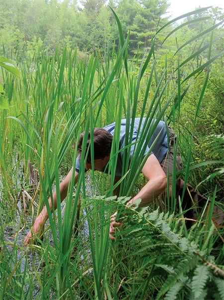 Cattail Rhizome: Flour from the Marsh