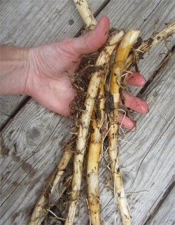 Cattail Rhizome: Flour from the Marsh Photo: Benjamin Lord