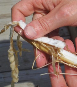 Cattail Rhizome: Flour from the Marsh Photo: Benjamin Lord