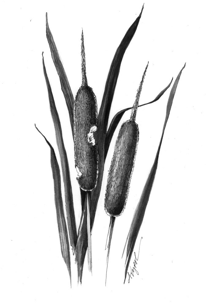 The Uncommon, Common Cattail thumbnail