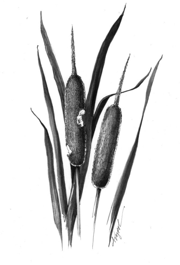 The Uncommon, Common Cattail