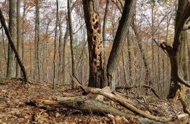 Cavity tree thumbnail