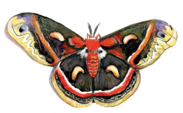 Cecropia Moths