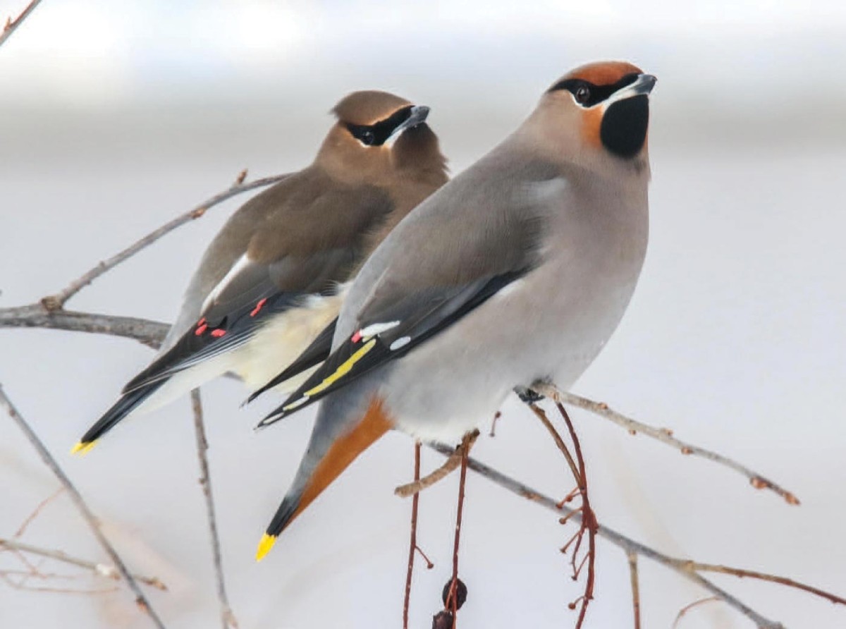 Waxwings: Itinerant, Unpredictable Winter Jewels