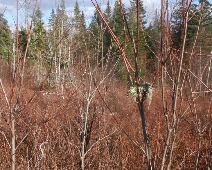 Cedar waxwing nest