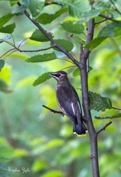 cedar_waxwing_sophie_web.jpg