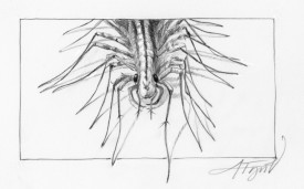 centipede.jpg thumbnail