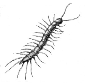 Centipede_800.jpg thumbnail
