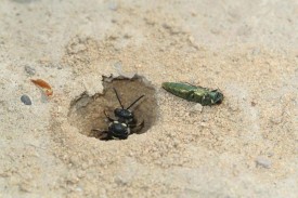 Cerceris_fumipennis_with_EAB_AUT09.jpg thumbnail