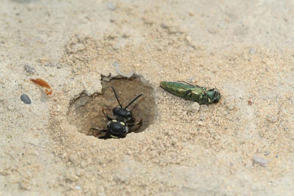 Wasps versus Borers