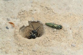 Wasps versus Borers thumbnail