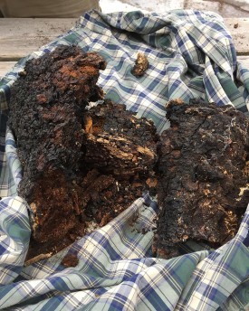 Chaga 1 thumbnail