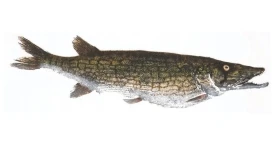 Chain pickerel thumbnail
