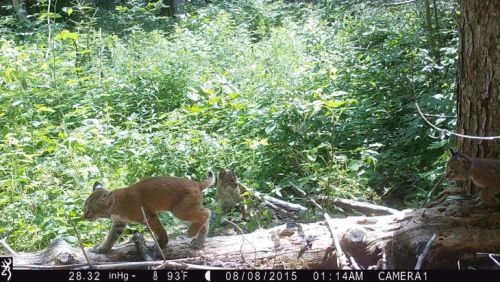 Bobcat kittens