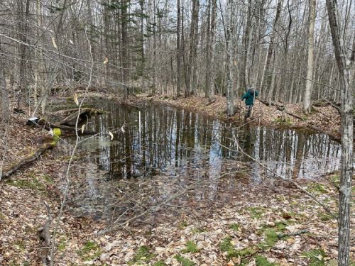 Vernal pool