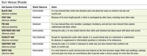 chart_sum_oak.jpg