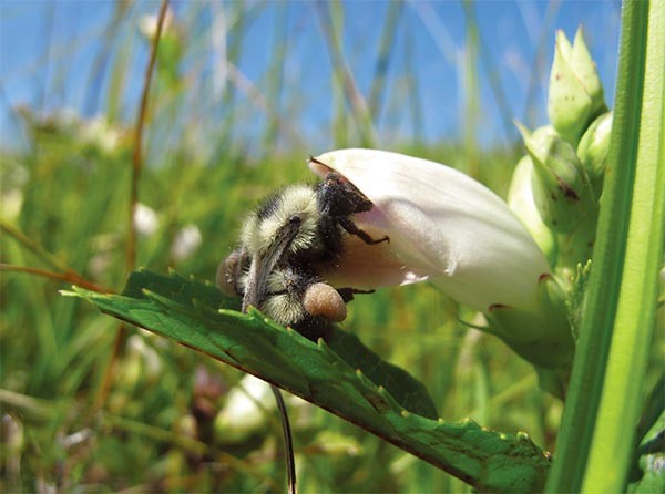 Chemicals That Bees Need