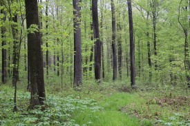 Good Forestry in Western Pennsylvania thumbnail