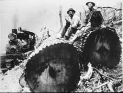 Reviving a Fallen Giant Photo: The American Chestnut Foundation Collection