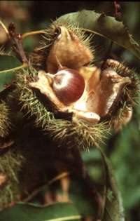 Reviving a Fallen Giant Photo: The American Chestnut Foundation Collection