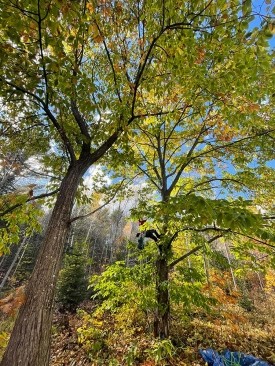 A Chestnut Harvest thumbnail