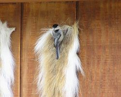 chickadee_on_deer_tail_org_web.jpg