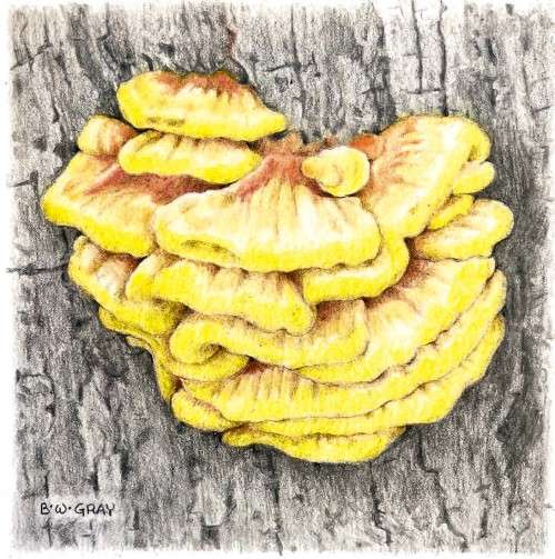 Chicken of the woods