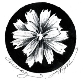 Chicory_web.jpg thumbnail