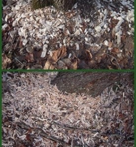 chip_mystery_w.jpg thumbnail