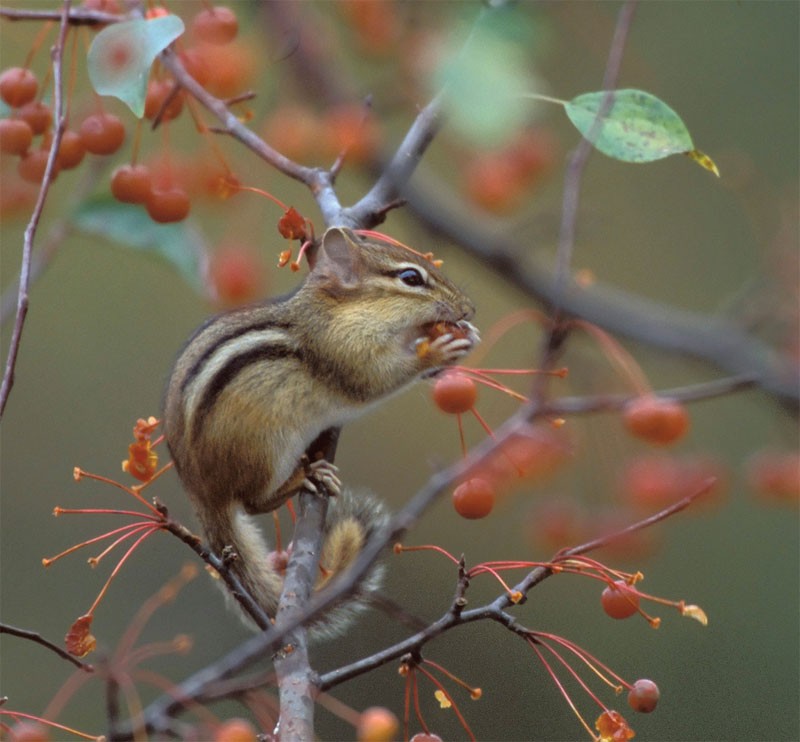 The Eastern Chipmunk - Endearing, Enterprising thumbnail