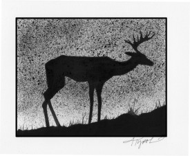 Chronic_wasting_disease.jpg thumbnail