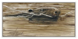 beaver thumbnail