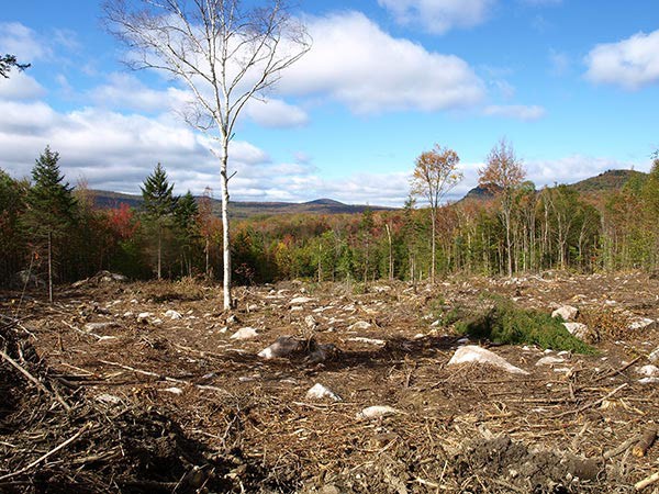 In Theory and in Practice: What Makes a Good Clearcut?