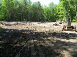 A Clearcut, Part 2 Photo: Northern Woodlands