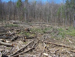 clearcut2a.jpg
