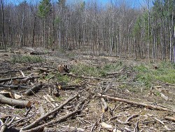 In Theory and in Practice: What Makes a Good Clearcut? Photo: Northern Woodlands