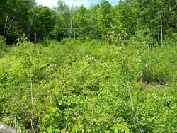 In Theory and in Practice: What Makes a Good Clearcut? Photo: Northern Woodlands