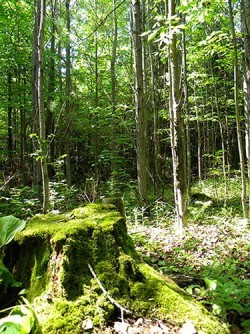 A Clearcut, Part 2 Photo: Northern Woodlands