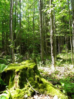 A Clearcut, Part 2 Photo: Northern Woodlands