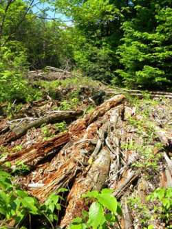 A Clearcut, Part 2 Photo: Northern Woodlands