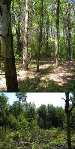 In Theory and in Practice: What Makes a Good Clearcut? Photo: Northern Woodlands