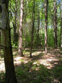 A Clearcut, Part 2 Photo: Northern Woodlands