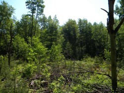 A Clearcut, Part 2 Photo: Northern Woodlands