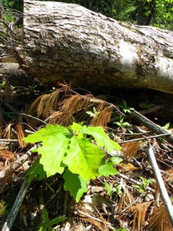 A Clearcut, Part 2 Photo: Northern Woodlands