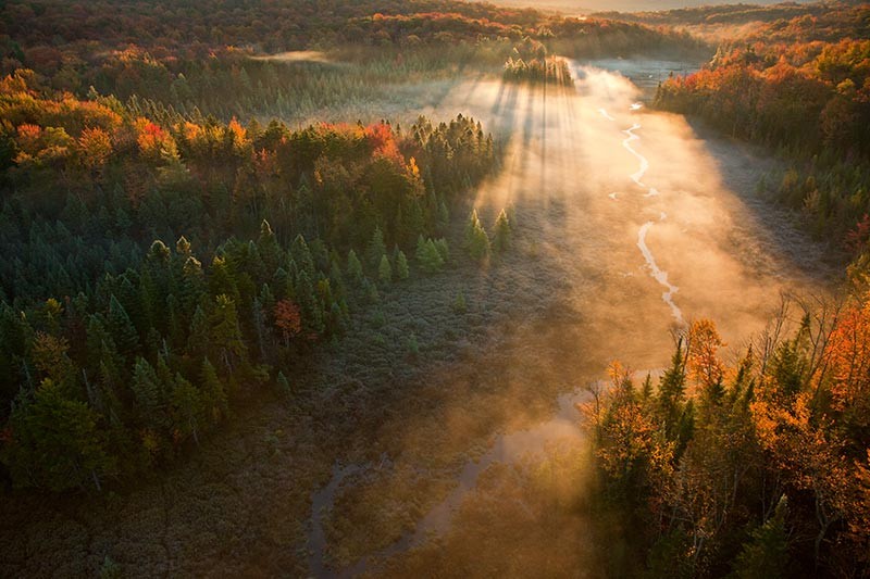 Voles and Moose, Fungi and Spruce