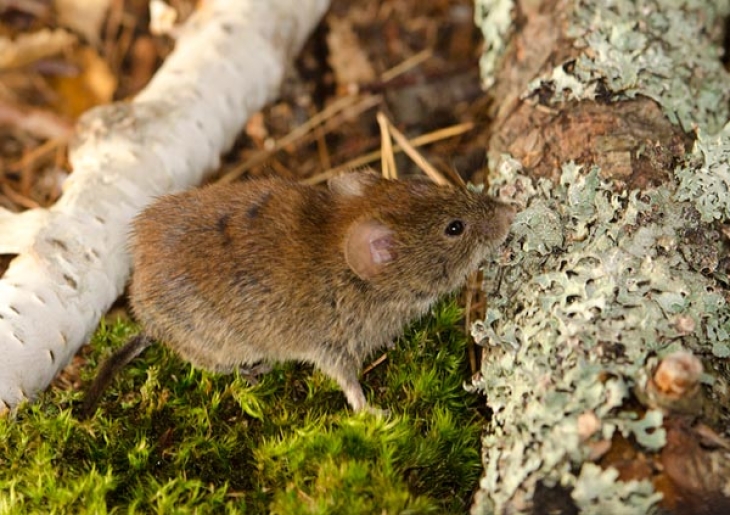 Voles and Moose, Fungi and Spruce