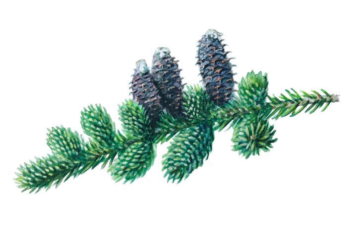 Balsam fir