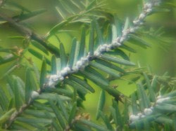 Whey to Help Hemlocks